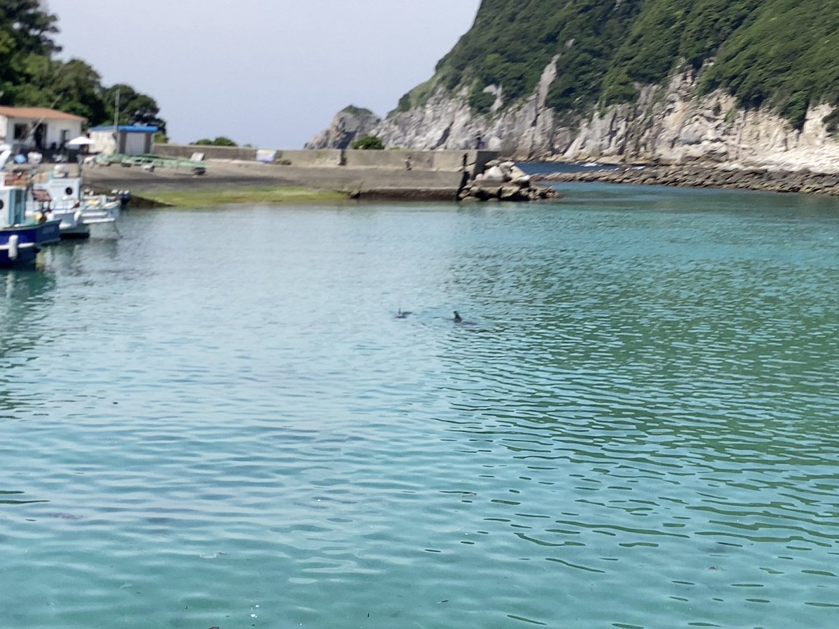 geso223's tweet photo. 2匹いる https://t.co/Iq5qJHJLkO