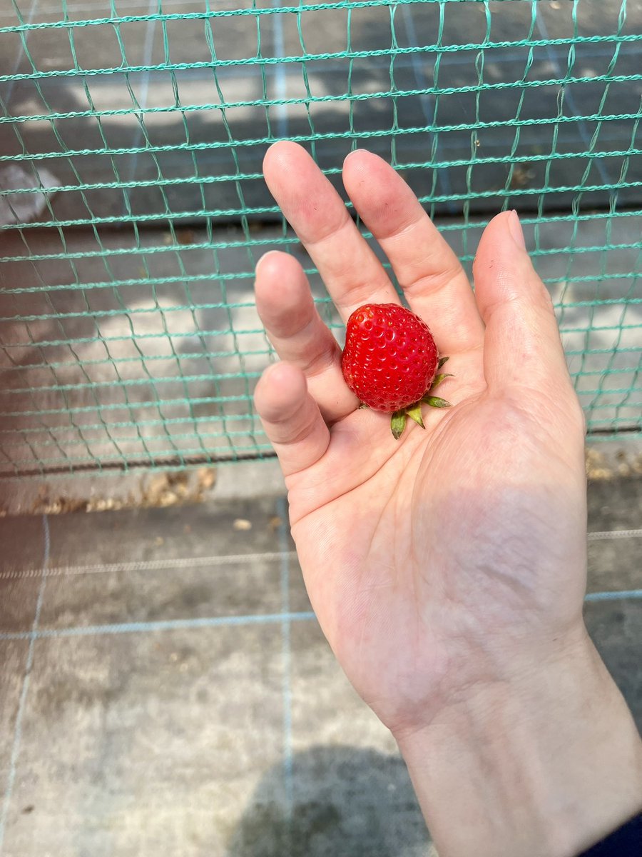 splatoon2_kei's tweet photo. いちご狩り🍓 https://t.co/eWm2aQ2W6p