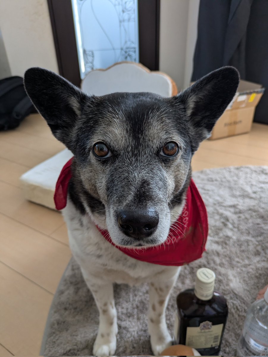 証明写真かよ🐶
