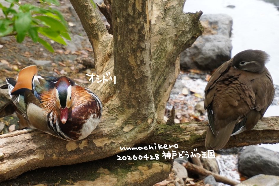 numachikero's tweet photo. 鳥編 https://t.co/xsZEaZaFjC