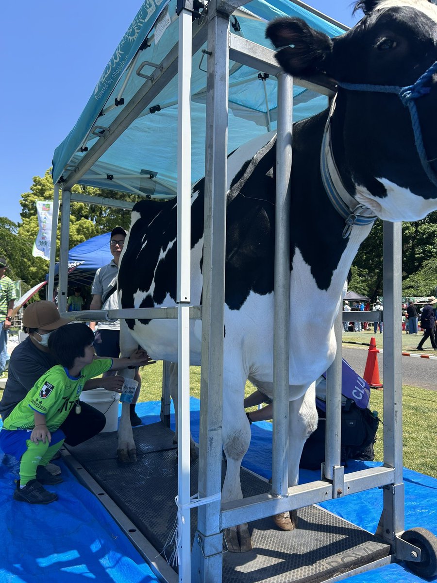 bellmare_staff's tweet image. #糸岡栄護 選手、牛の乳搾り体験、トラクター乗車を体験💚

#JA湘南
#TEAMMATES
#bellmare