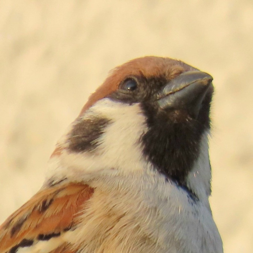 Sparrow tweet media