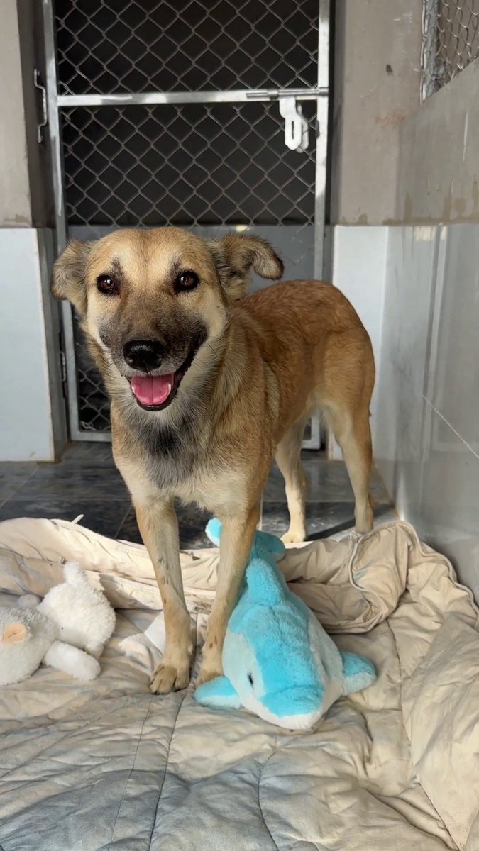 Tahira Animal Welfare Foundation - TAWF tweet media