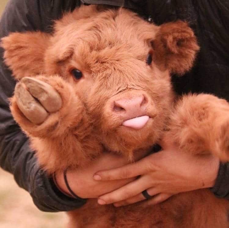 Based Cow tweet media