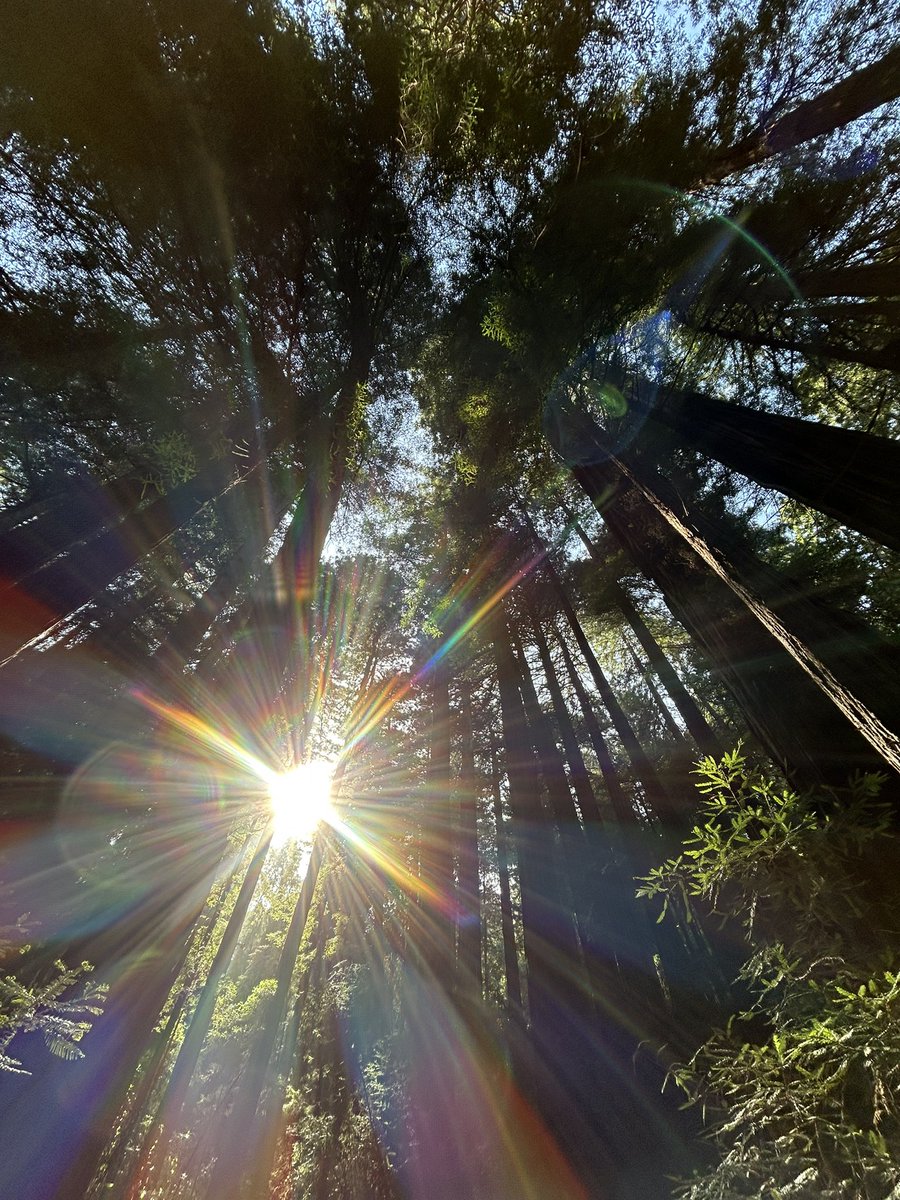 tinytega's tweet photo. or more commonly known as sequoia land https://t.co/OW77GZZbuz
