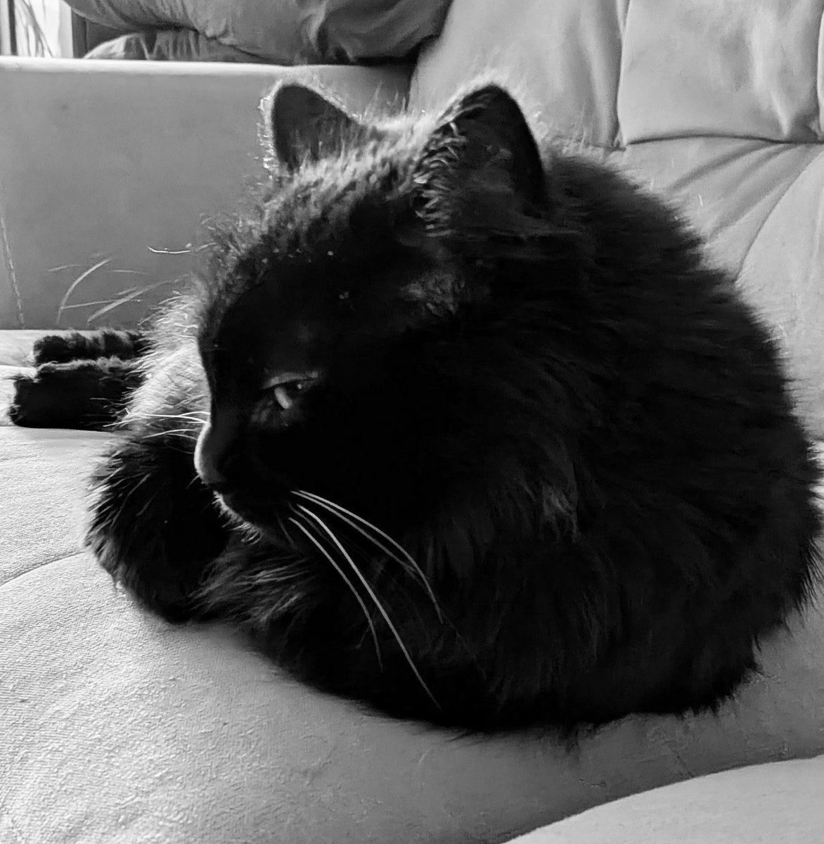 JacksonTheCat2's tweet photo. Good evening from Ottawa ๐จ๐ฆ! It may be #CatsNoirFriday and I may have misplaced a couple of my leggies, but it's always #SideEyeFriday for you, Mom! ๐ธ#Cats #CatsOfTwitter #blackcats #fridayvibes https://t.co/v77WzTwbHW