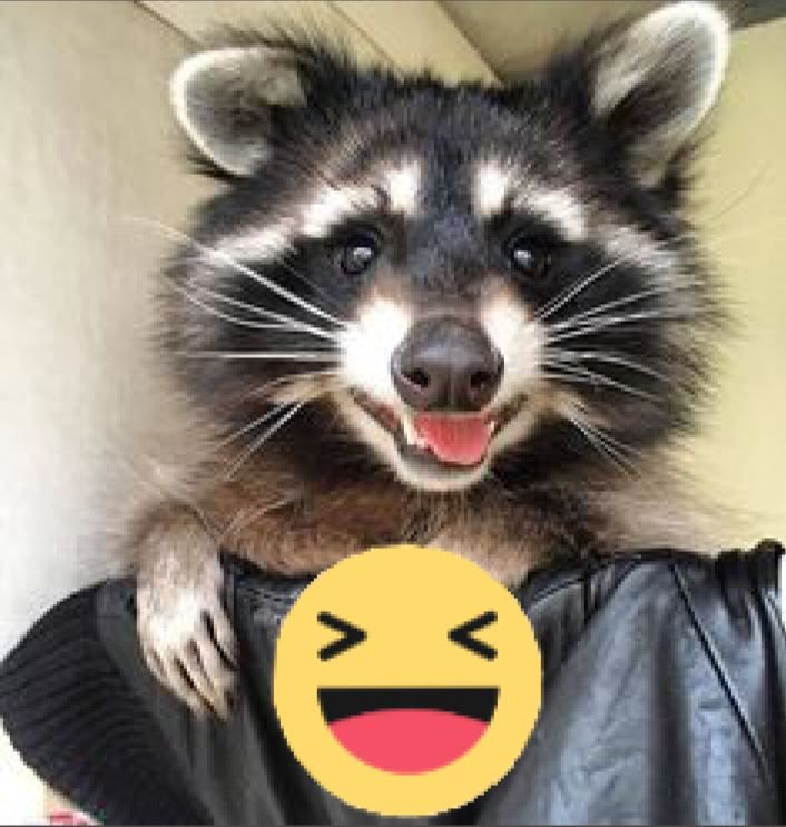 silly raccoons & pandas tweet media