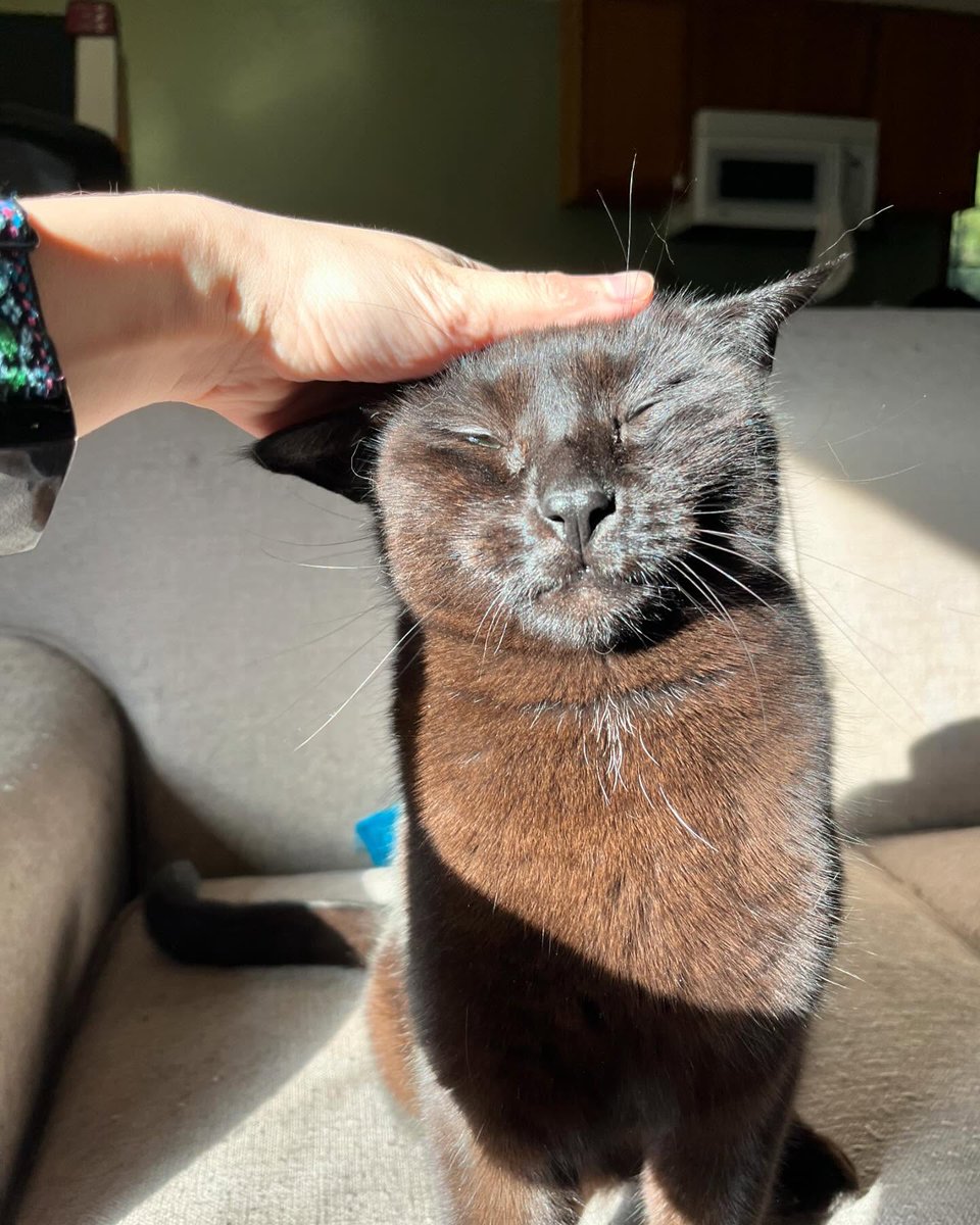 Punch Cat tweet media