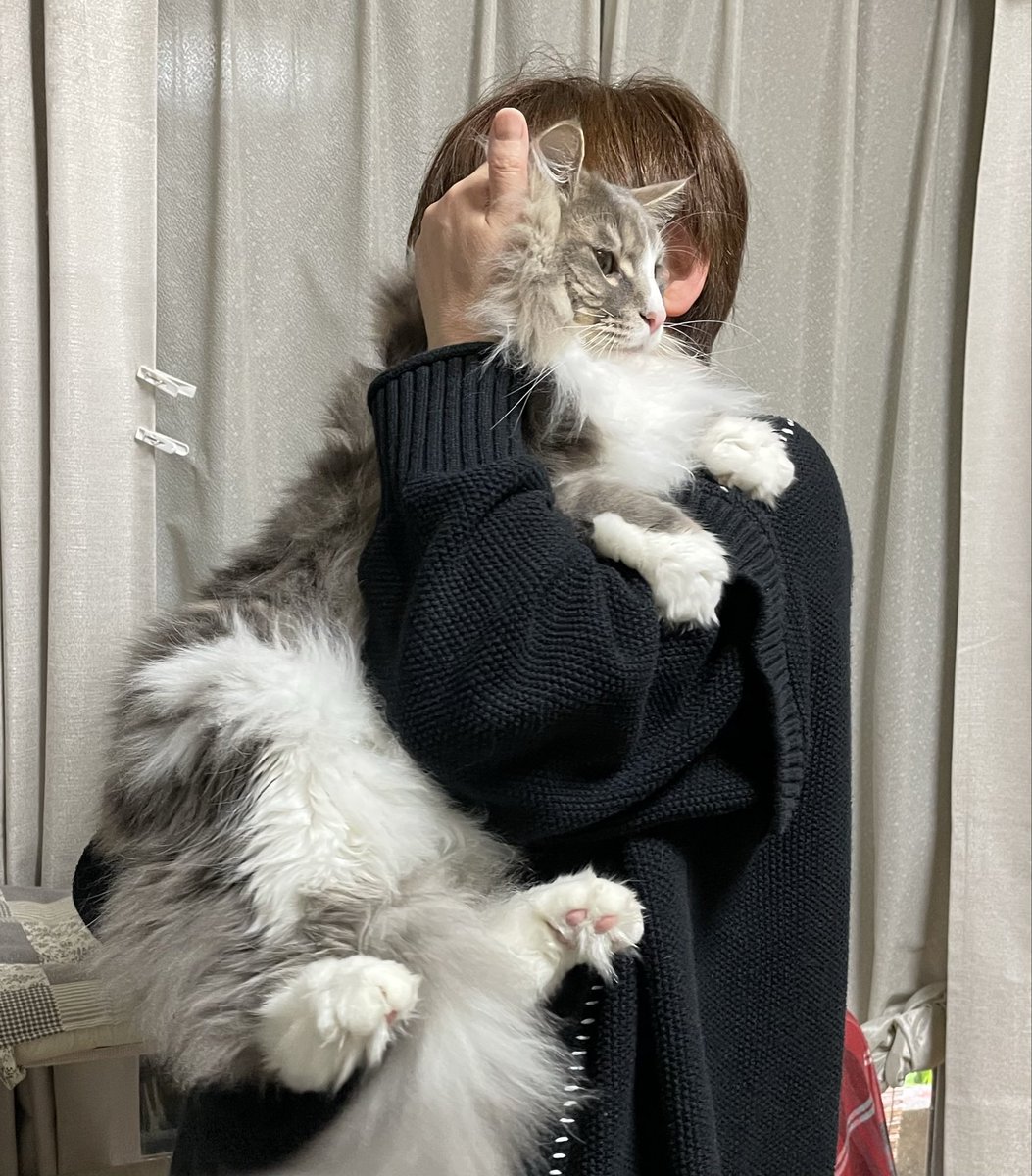 ねこ様ご確認用です！ ネコの日特集】YTSゴジダス・水曜情報局 - YouTube