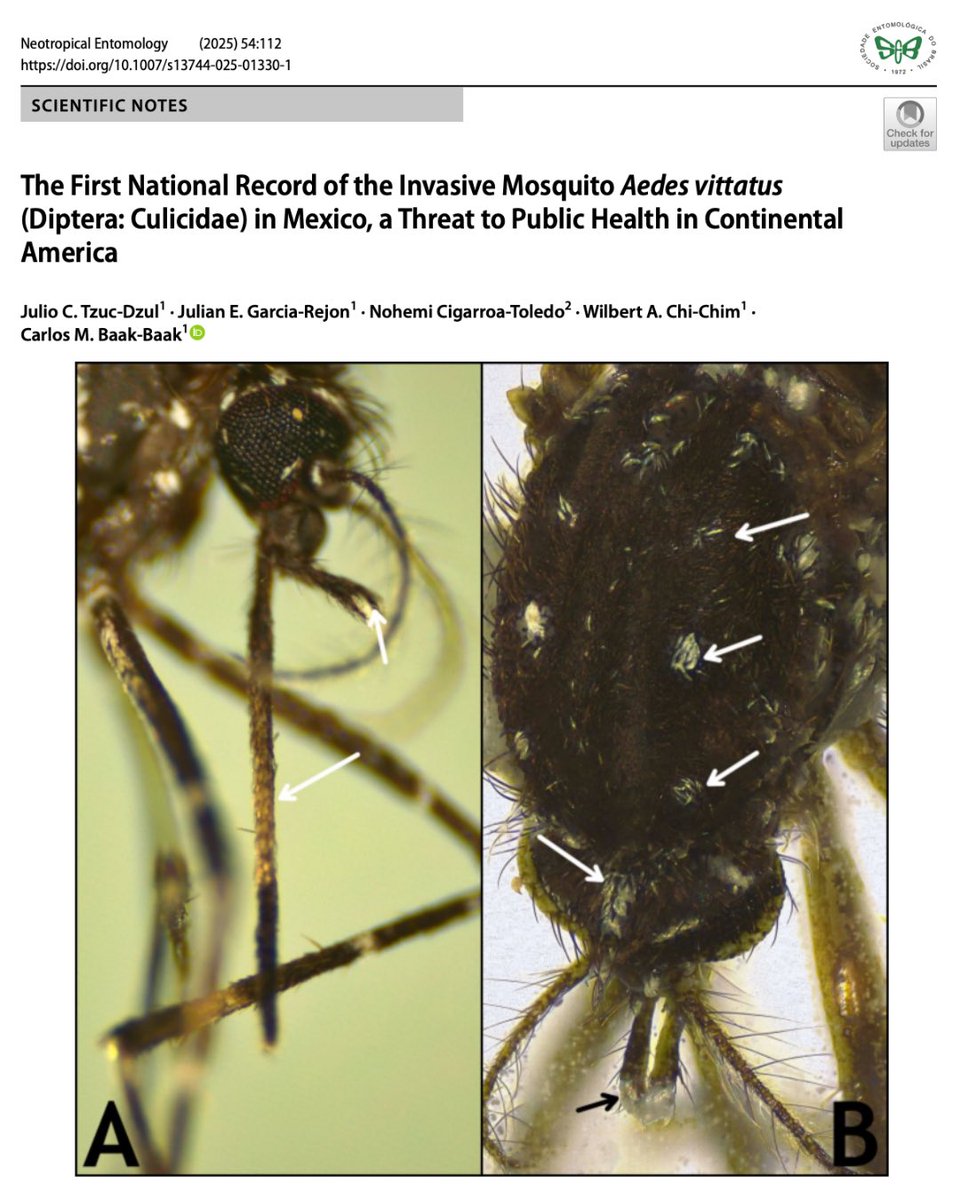 Neotropical Entomology tweet media