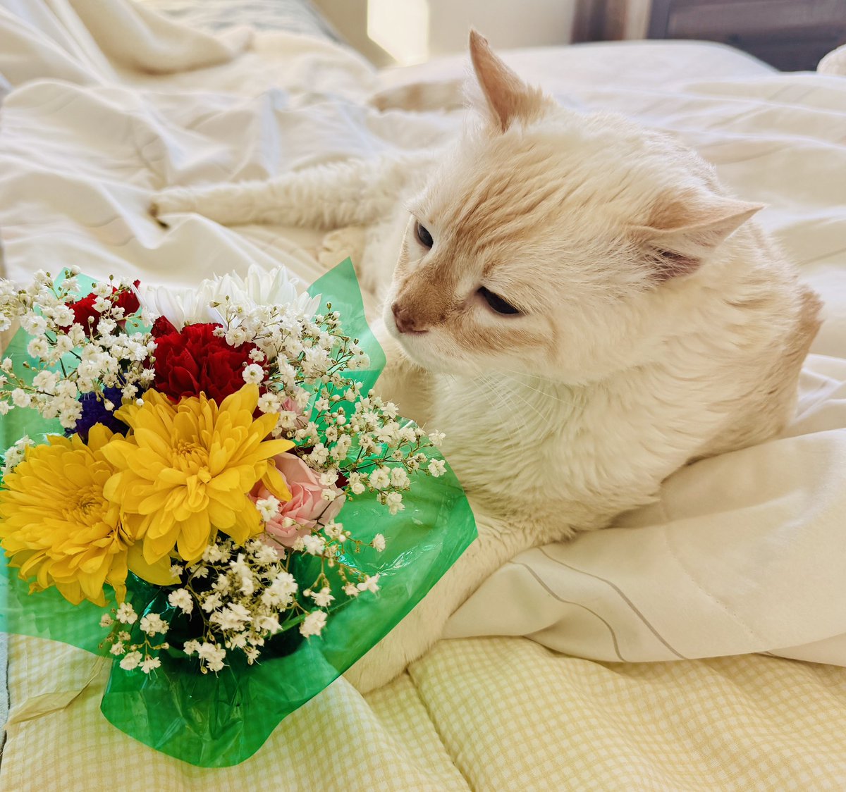 TuffyCat's tweet image. Happy May Day! 💐 I picked you some flowers!! And when I say I picked you some flowers, I mean I had my human pick them for you. (I’m not big on tackling tasks. I prefer to delegate…everything — I blame a distinct lack of thumbs.) #cat #happymayday 💐❤️😻❤️