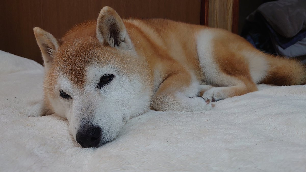 rin__meko's tweet photo. 今日は2回目の手術🏥
今回は入院じゃなくて日帰りの予定
#柴犬
#柴犬のいる暮らし https://t.co/haYz06JnsH
