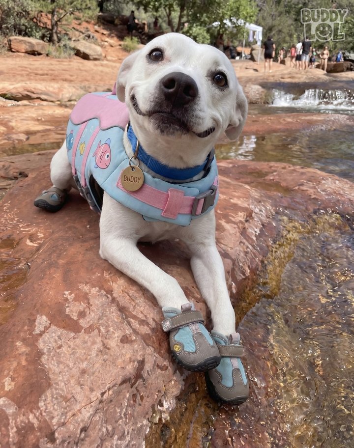 Tweets of Dogs tweet media