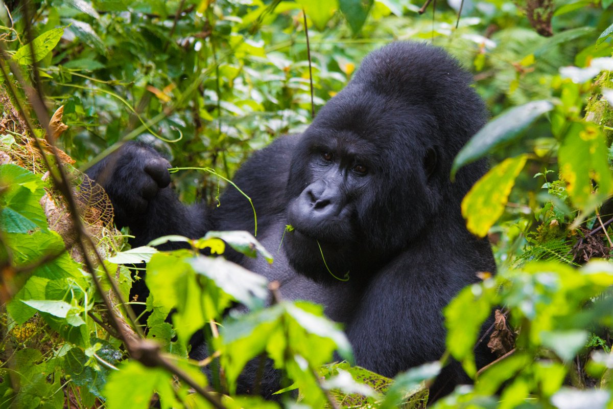 UgandaMediaCent's tweet photo. OPINION ✍🏾| David Attenborough skipped BBC’s top job for a lie-in with gorillas in Bwindi &amp; Virunga Mountains - @Dennis_Katungi  

The famous British broadcaster is known for describing his close encounter with gorillas

Read:  https://t.co/29gLTNh6n0 https://t.co/I61ABXyzm9
