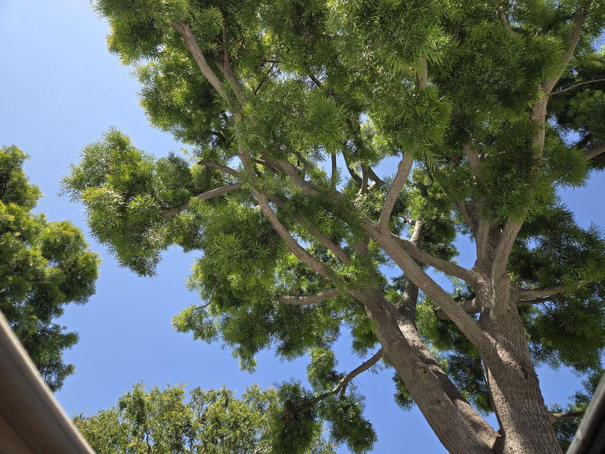 SusanLDorazio's tweet image. Welcome to the weekend 🌳

#FriYAY #ThatFridayFeeling #WeekendVibes #WelcomeToTheWeekend #CheersToTheWeekend #LoveWhereILive #MoonRoofView