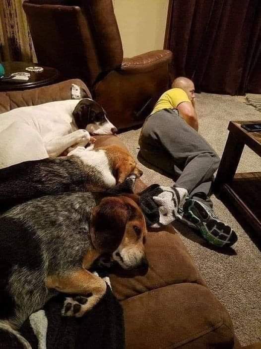 The training process was tedious, but now he knows he is not allowed on the couch.