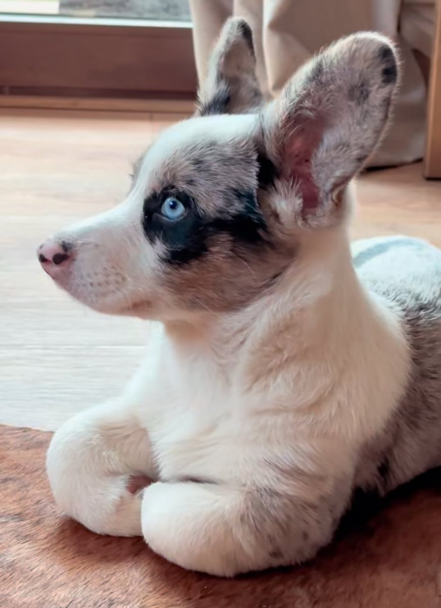 Puppies 🐶 tweet media