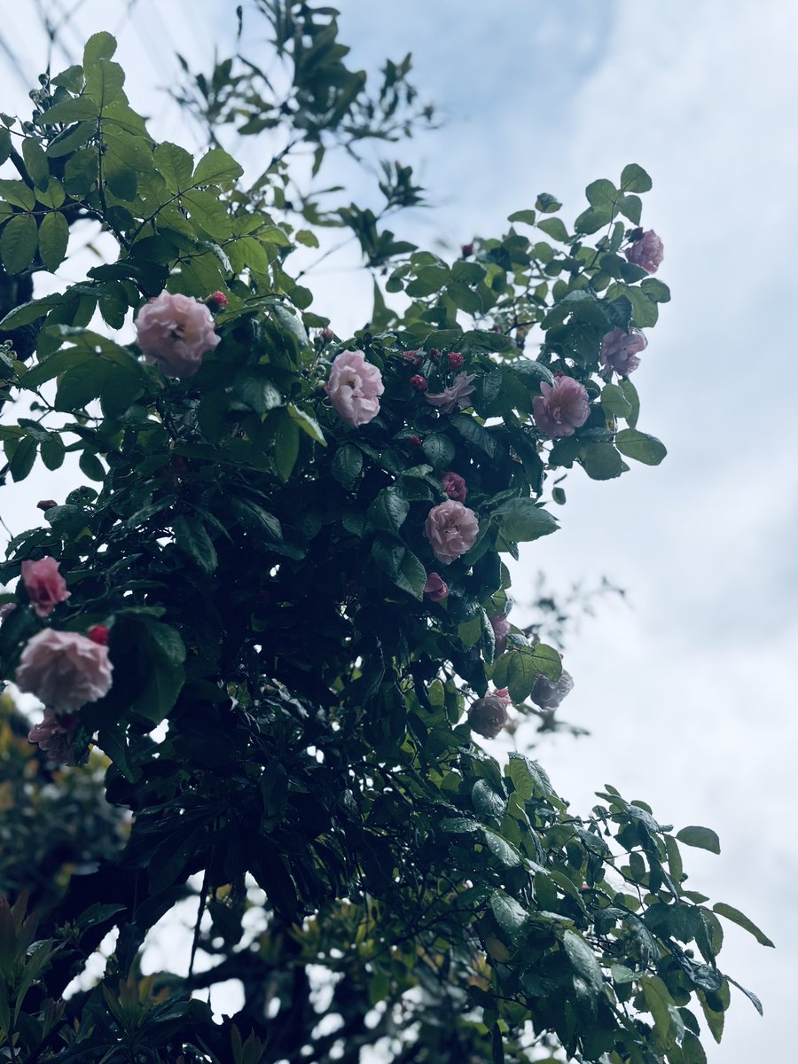 おはようございます☀
昨日の雨上がり。薔薇もぼちぼち