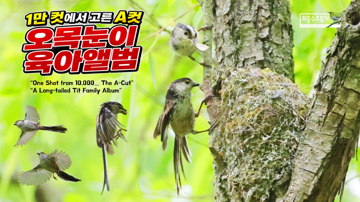 최종수 초록TV tweet media