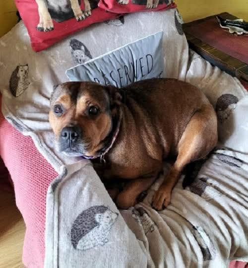 Senior Staffy Club Dog Rescue tweet media