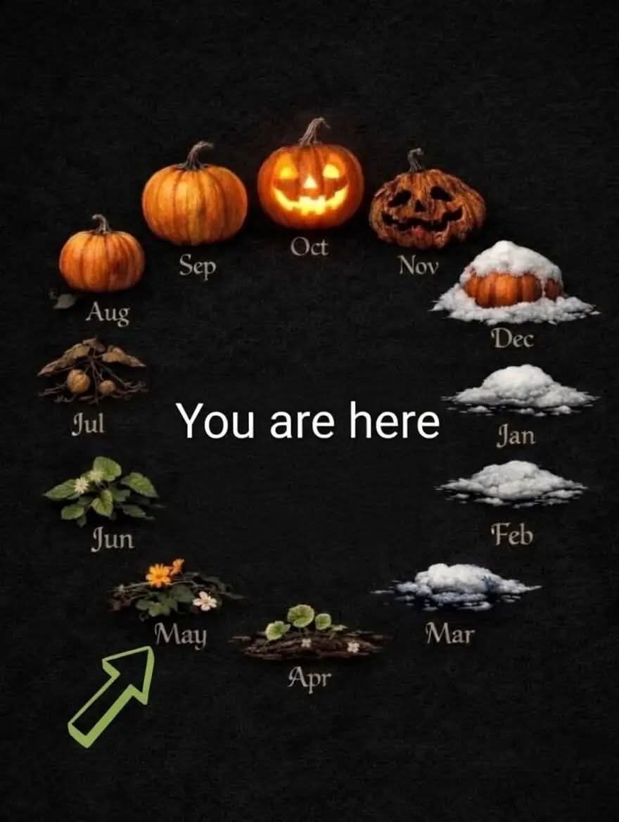 NosCalanGaeaf's tweet image. Halloween is coming 🎃