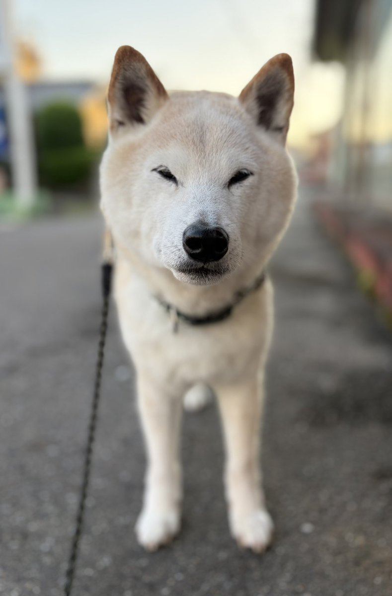 柴犬がっくん tweet media