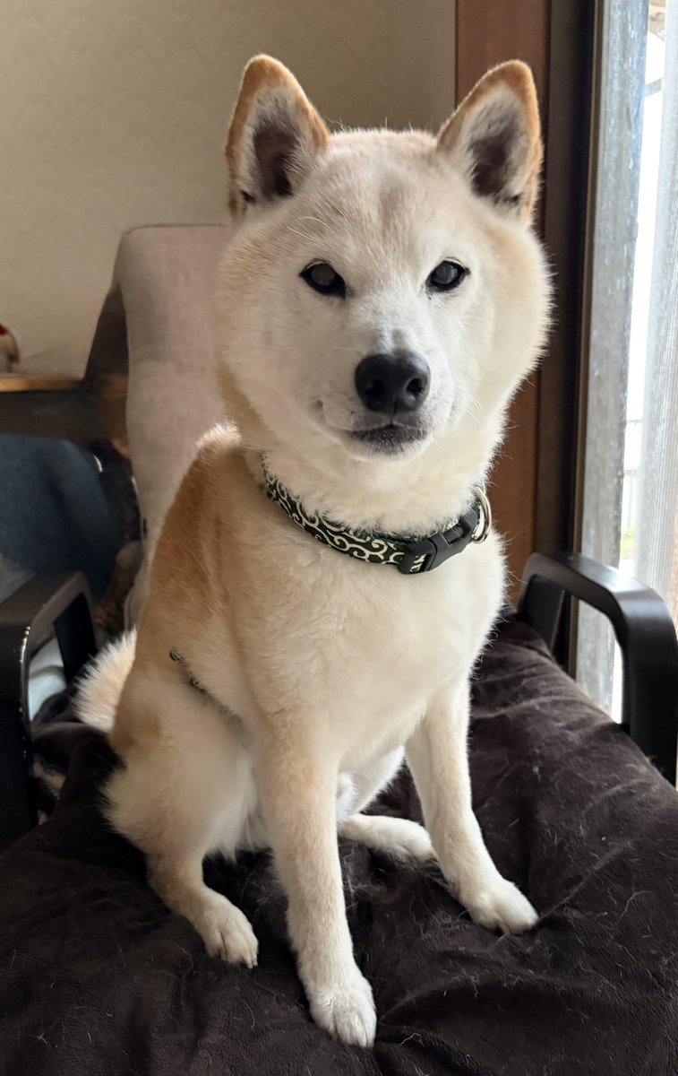柴犬がっくん tweet media