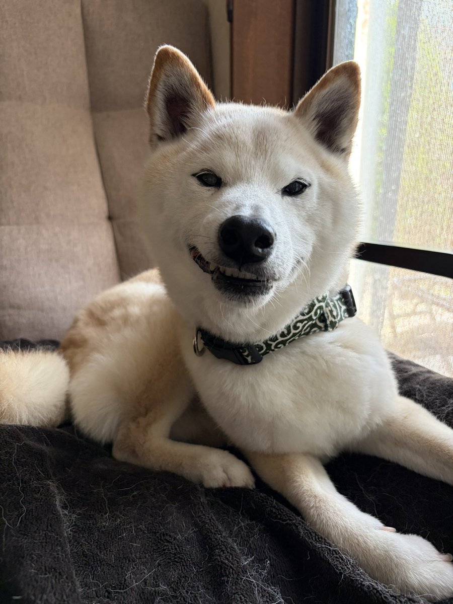 柴犬がっくん tweet media