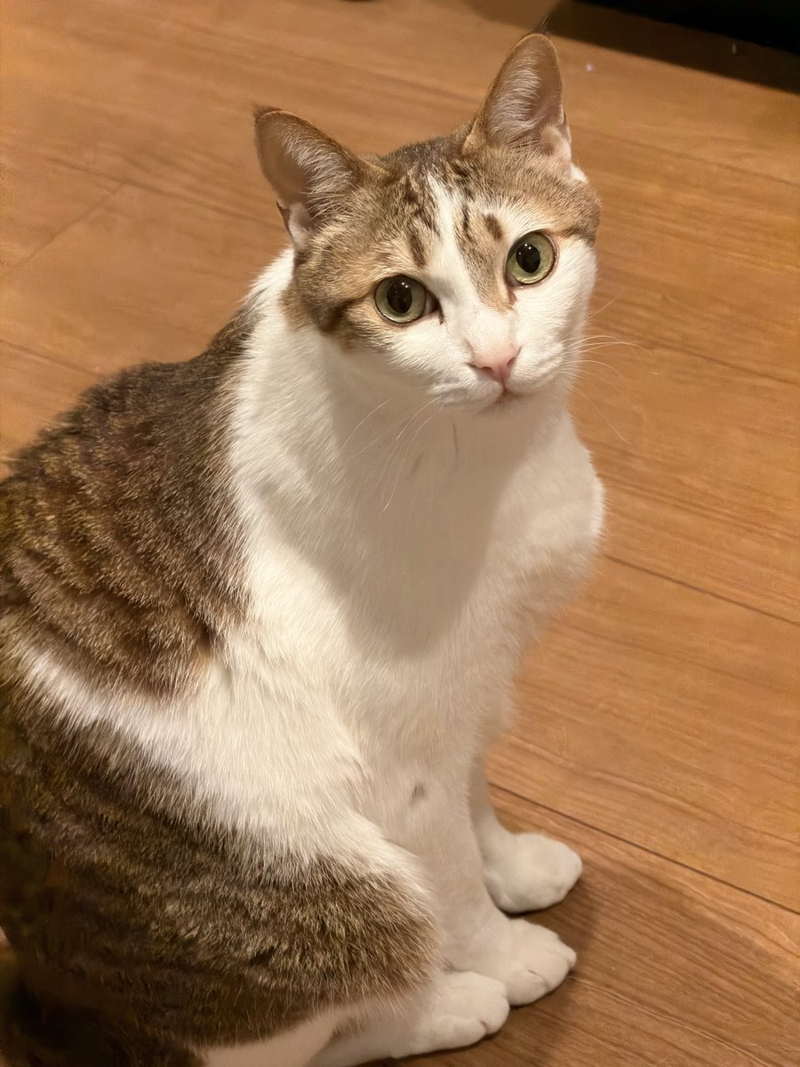 kasaix's tweet image. 休日出勤😇
おはようグッモニ！！
#ねこ #猫のいる暮らし #CatsOfTwitter