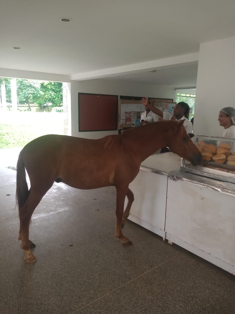 Aang Vegano tweet media