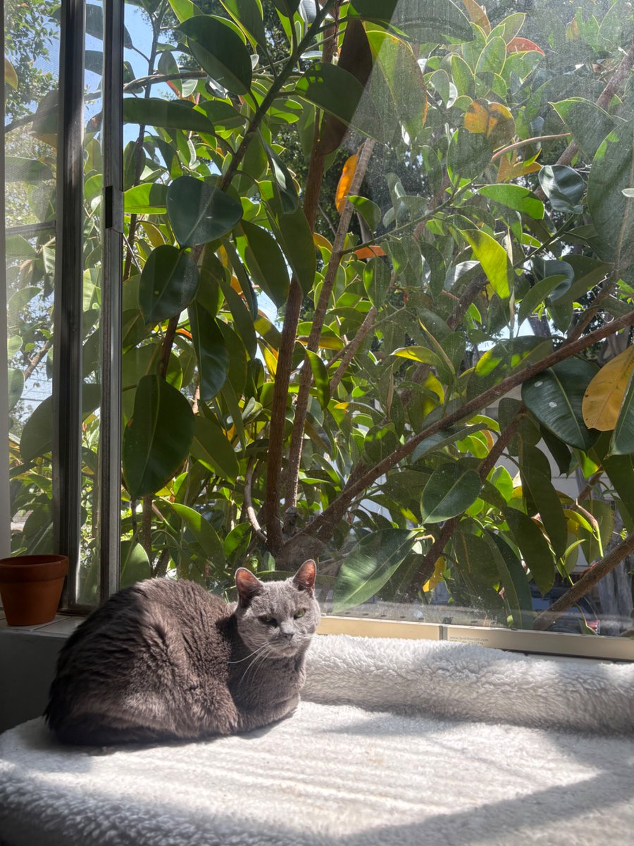 LunaTheGreyTuna's tweet image. Loafing in the sun on this fine #caturdayeve #catsoftwitter