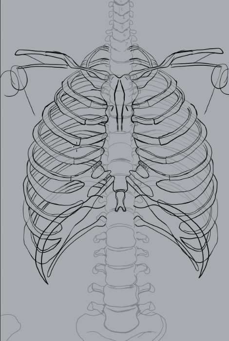 SUPERRGFD's tweet photo. #Drawing 

The ribcage consists of 24 ribs. 12 on each side. But two pairs of them are not connected to the sternum (Center bone). Those two are called "False ribs"

I think https://t.co/3MAOUYTfwZ