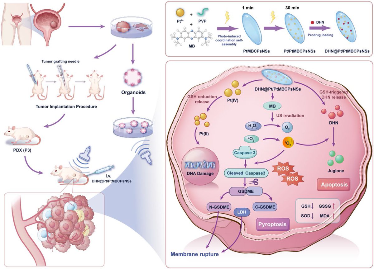 LiangChengMD's tweet photo. Excited to share two recent high-impact publications from Dr. Zhiping Wang’s lab, and truly honored to be part of these important studies advancing the landscape of precision oncology and FGFR3-targeted therapy in bladder cancer.

In our Advanced Science study (PMID: 41168906, journal impact factor, 14), Dr. Wang and colleagues developed a novel FGFR3-targeting antibody–drug conjugate (ADC) delivering a potent camptothecin derivative (A2) directly to tumor cells. Beyond precise targeting, this work uncovers a compelling mechanism - activation of the cGAS - STING pathway, linking targeted therapy with innate immune signaling. The ADC demonstrated strong efficacy in patient-derived organoids and xenograft models, including chemotherapy-resistant disease, with a favorable safety profile.

Complementing this, our Journal of Nanobiotechnologystudy (PMID: 41275281, journal impact factor, 12) introduces a precision nanotherapeutic platform enabling ultrasound-triggered intratumoral generation of cytotoxic agents. This innovative system integrates sonodynamic therapy, redox modulation, and programmed cell death (including pyroptosis), achieving spatially controlled tumor targeting while minimizing systemic toxicity.

Together, these studies highlight key advances in bladder cancer therapeutics: • Transition from conventional targeting to precision delivery platforms (ADC, nanomedicine) • Integration of mechanistic biology with therapeutic design (STING activation, oxidative stress, pyroptosis) • Overcoming resistance through multimodal and microenvironment-responsive strategies • Expanding the clinical relevance of FGFR3 as a key actionable target

Precision oncology is clearly entering a new phase -driven not only by molecular targets, but by innovative therapeutic engineering and deeper biologic insight.

Grateful to be part of these outstanding collaborative efforts in advancing precision care of bladder cancer patients.