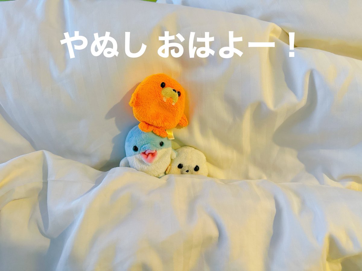 家主(やぬし) tweet media