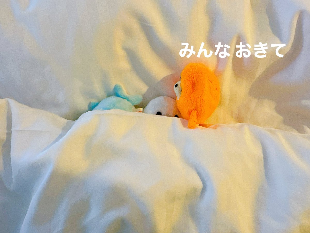 家主(やぬし) tweet media
