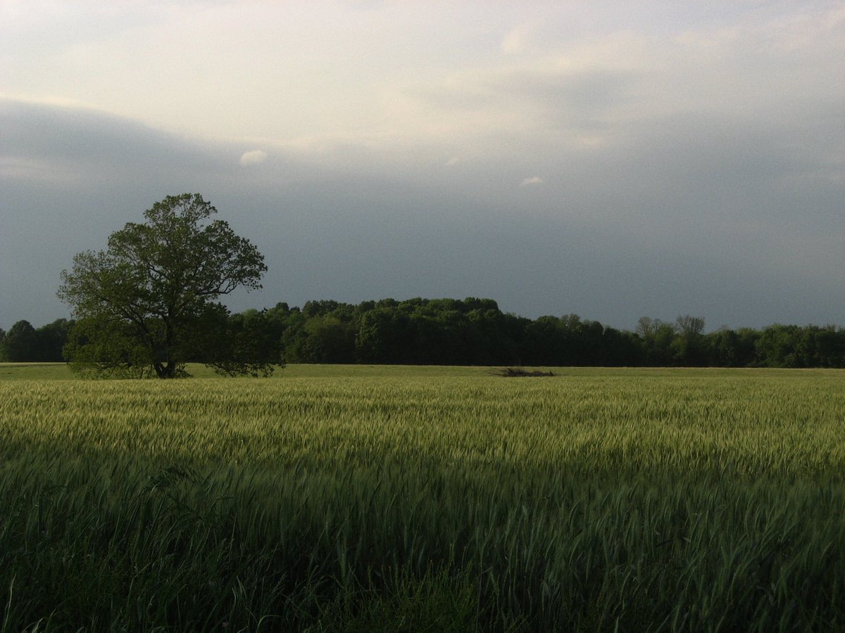 harley tweet media