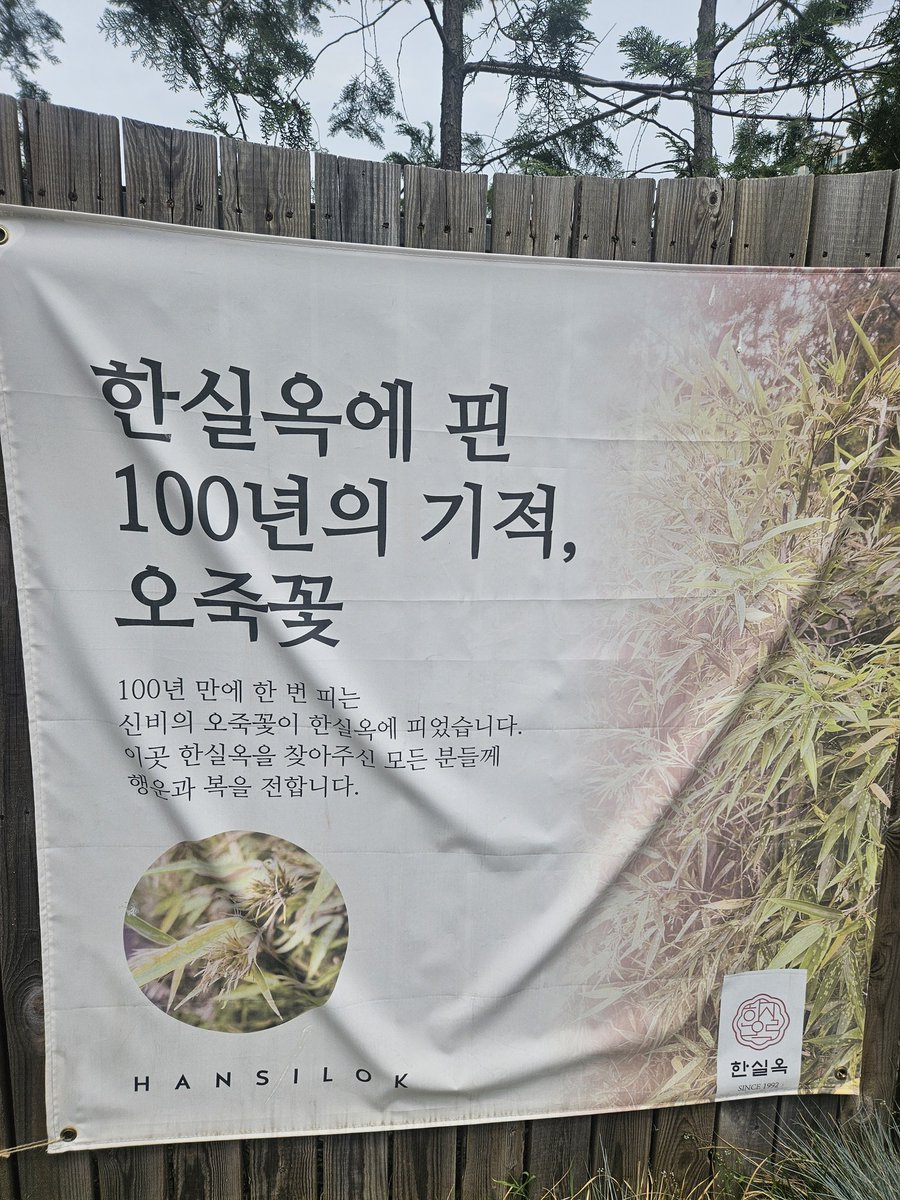 난생 첨 보는 대나무 꽃. 100년에 한 번 핀다고 하네..