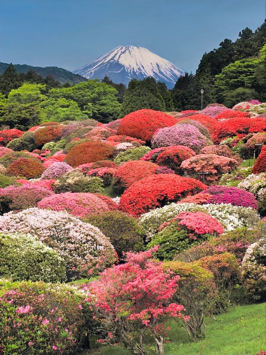 箱根の躑躅が見頃になりました

箱根 山のホテル庭園