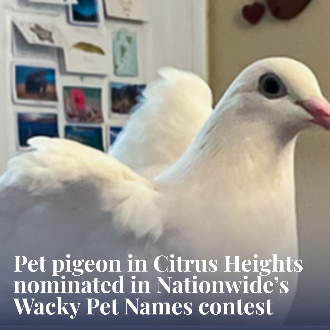 CHSentinel's tweet image. A local pet pigeon from Citrus Heights was nominated for a rather unusual recognition: an annual Wacky Pet Names contest hosted by a pet insurance company. #nationwide #wackypetnames #finalist
citrusheightssentinel.com/2026/04/30/cit…