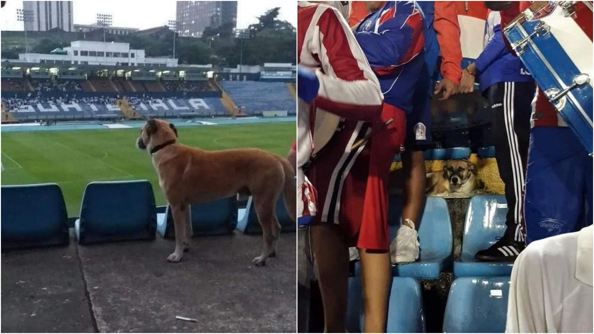 ¡EL MEJOR AMIGO DEL HOMBRE! 🐶

Te recordamos por tu lealtad inquebrantable, por el amor hacia tu dueño, y sobre todo por haberte ganado un lugar en esta barra como uno más de la familia. 🫂

1/2