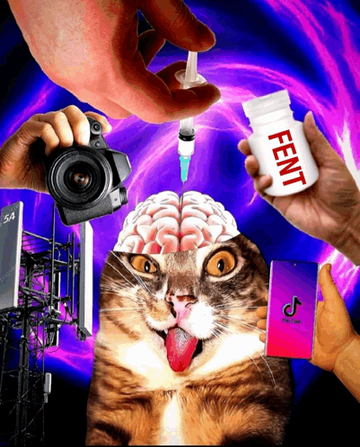 Xeva tweet media