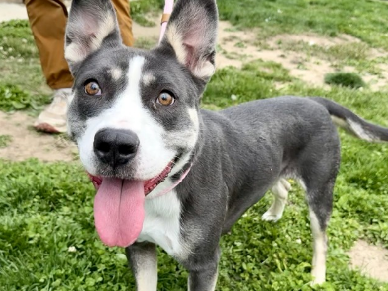 malarkey61's tweet photo. This girl's adoption bio would make you question your sanity while signing the adoption papers! Then you realize, she's the bestie you've been looking for your whole life. https://t.co/SaU5JICmSU
