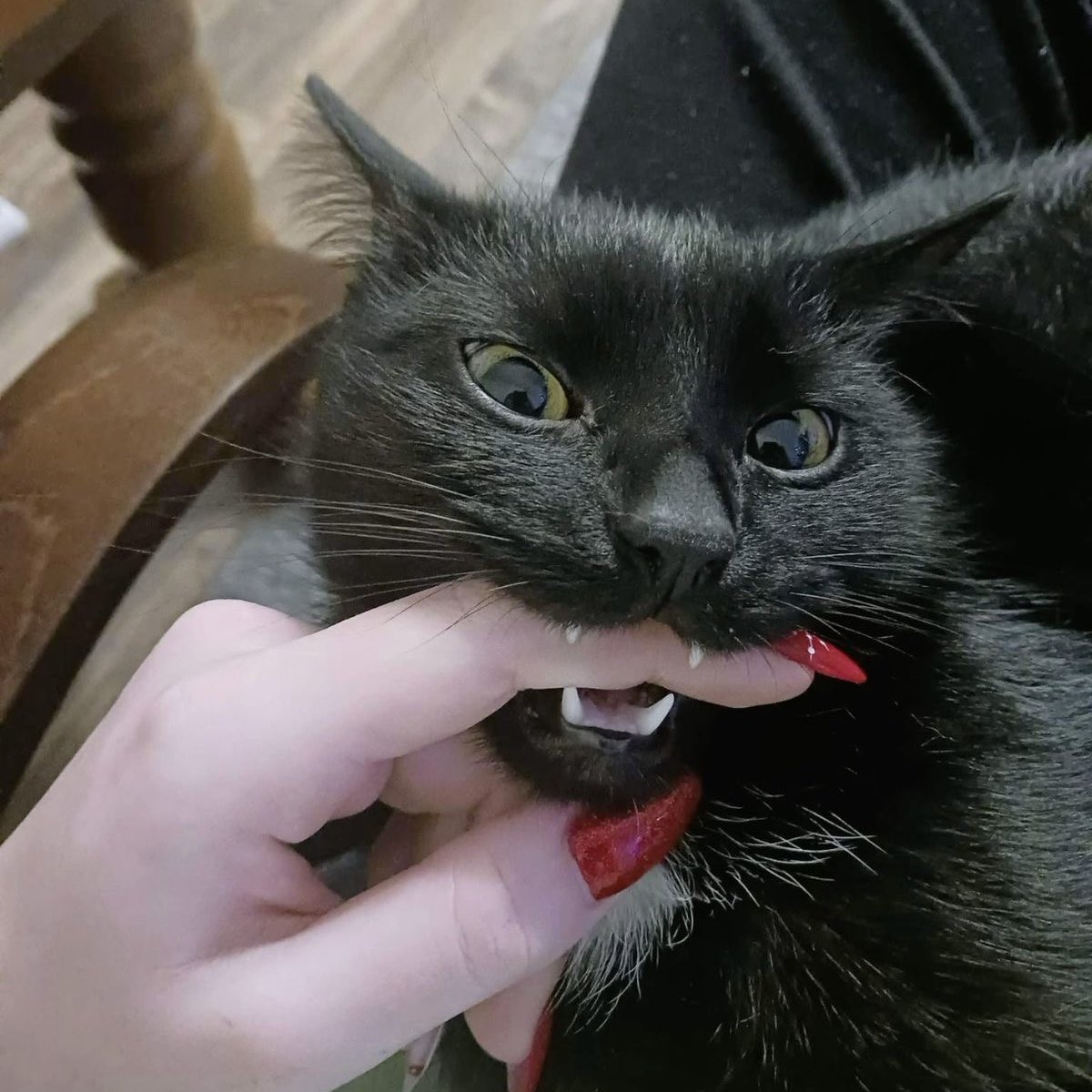 professional cat-ifyer of the HR cast tweet media