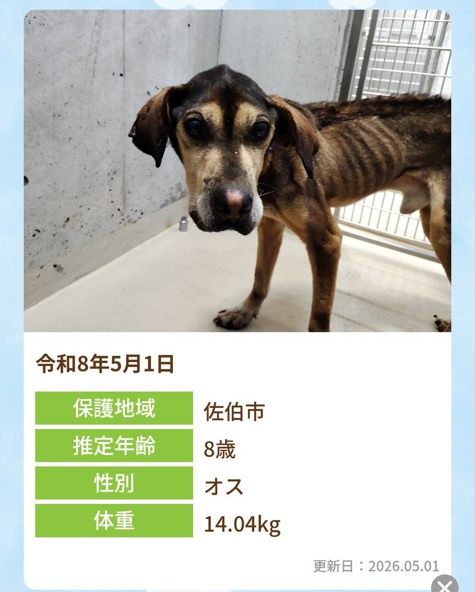 拡散希望
#迷子犬 #迷い犬 5/1 
#大分県 #大分県迷子犬
#佐伯市 #宇目町 #大原地区
#佐伯市迷子犬
#雑種犬 オス 黒茶
📍装着品なし
📍推定8歳
📍かなり削痩🆘🆘
お心当たりある方はセンターへ
🔴連絡先🔴
おおいた動物愛護センター
☎097-588-1122
oita-aigo.com/lostchild/%e4%…

oita-aigo.com/lostchild/