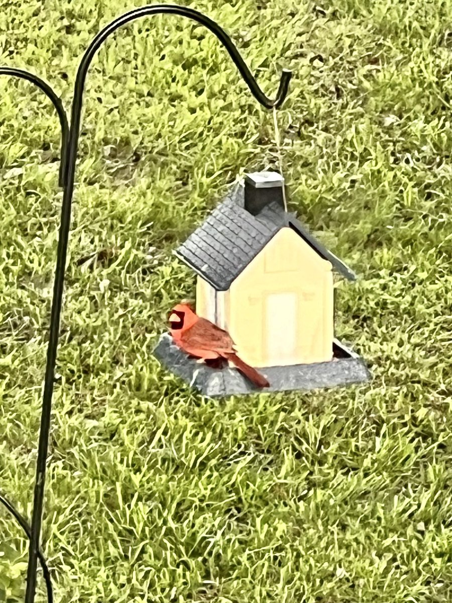 JasonYasonPBPN's tweet image. Every day I get the pleasure of opening up my window upstairs and seeing the same kind of bird. The picture sucks because it’s a iPhone. Red Cardinals are supposed to represent a family member that has passed, is now checking up on you. I believe it.. #FirstBowlOfTheDay #Magical