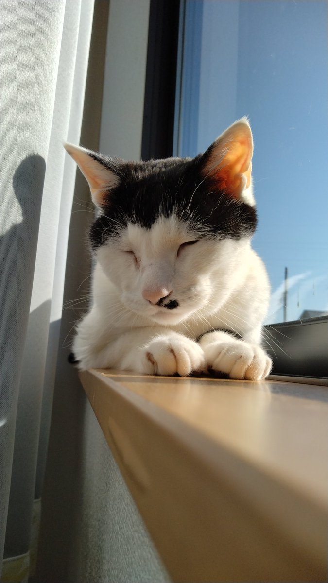 funamoge's tweet photo. ぽかぽかにゃ🐱☀ https://t.co/SGGNoS2Cfr