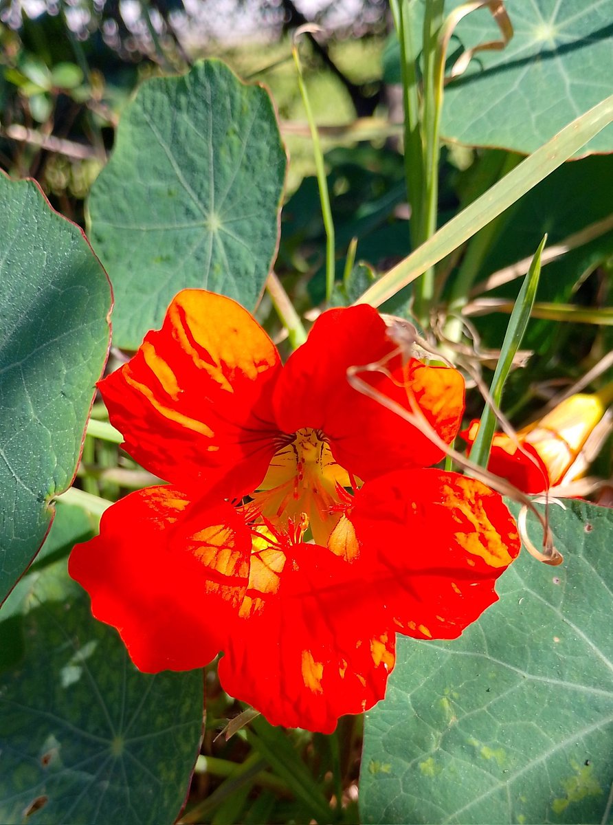 Lopezlaila1's tweet image. #Nasturtium  #Taco de Reina
