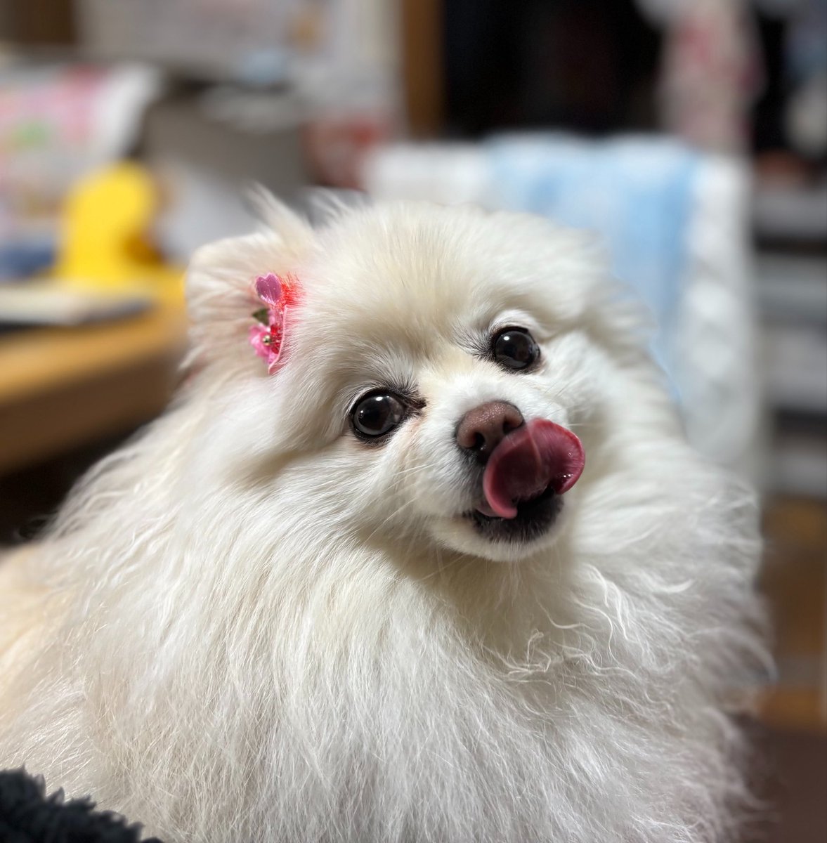 DkqYk's tweet image. #pomeranian #ポメラニアン 
ペロリンこ😋