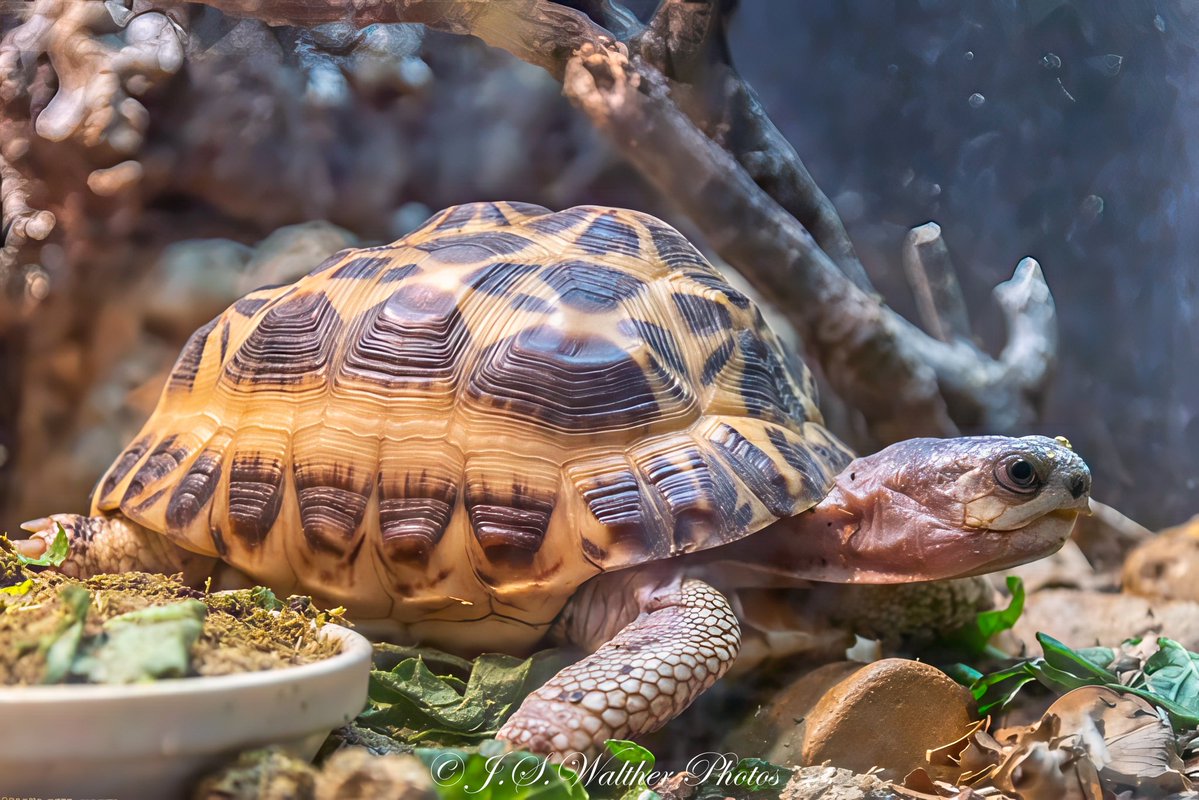 WaltherJs's tweet image. Spider Tortoise (Pyxis arachnoides)
#tortoise #spidertortoise #endangered ##stlouiszoo #Madagascar
