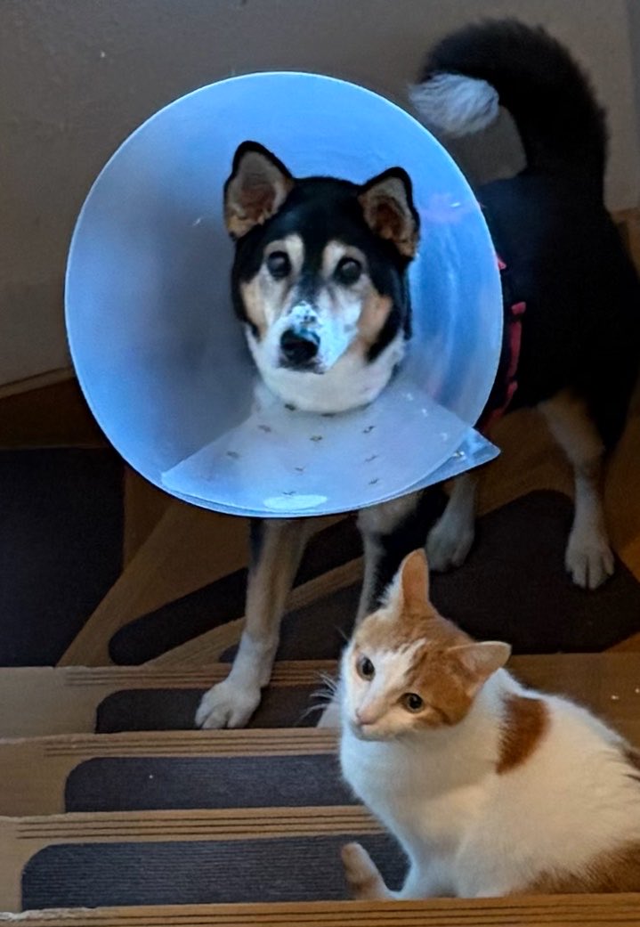 vegelovecat's tweet image. おはよー
5:10出発早朝散歩 18℃爽やかで気持ちがいい朝 自宅に入る前に10分位観察タイム 私はたまに風に乗ってくるスイカズラの香りを楽しんでた
昨夜の夕飯 キムチきゅうり奴 ナムル コールスロー 味噌汁 納豆
🏀見ながらパイナップルジン
 #vegan #ヴィーガン #保護犬を家族に #保護猫を家族に